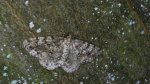 Przylepek następnik (Peribatodes secundaria)