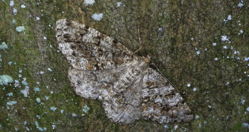Przylepek następnik (Peribatodes secundaria)