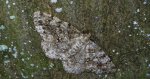 Przylepek następnik (Peribatodes secundaria)