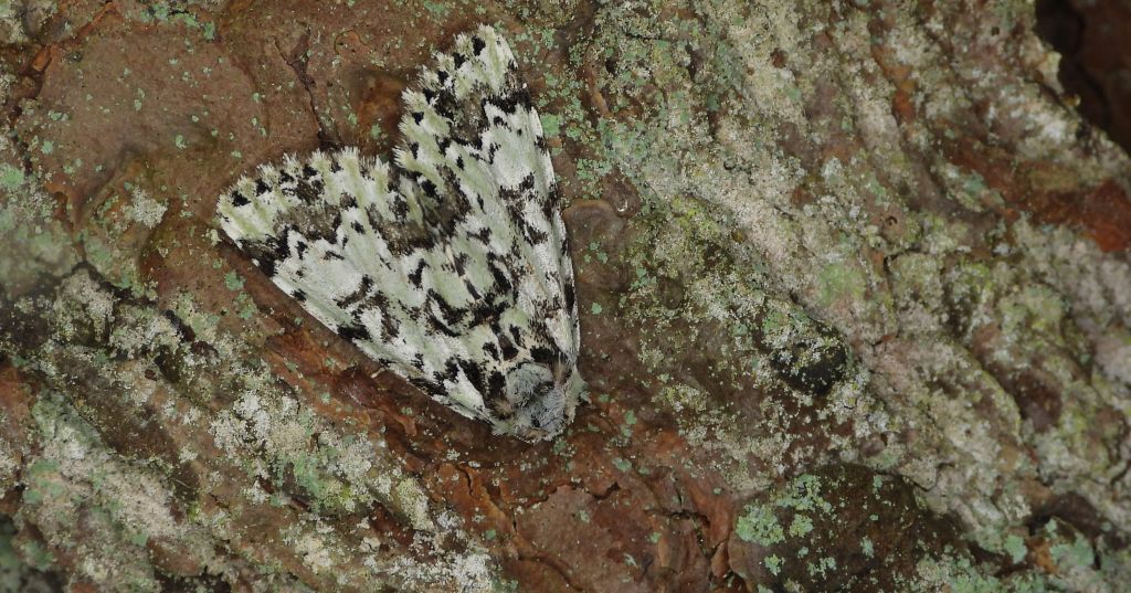Pyszałek orion (Moma alpium)