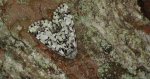 Pyszałek orion (Moma alpium)