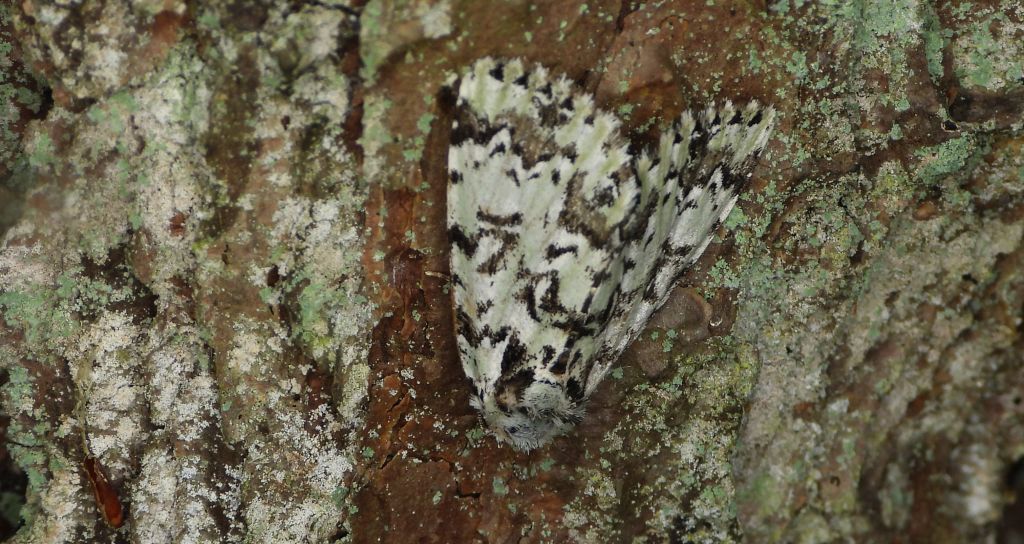 Pyszałek orion (Moma alpium)