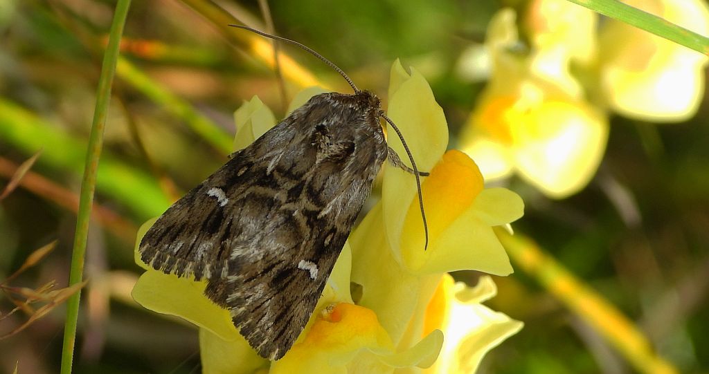 Nocea księżycówka (Calophasia lunula)