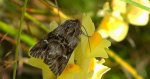 Nocea księżycówka (Calophasia lunula)