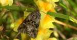Nocea księżycówka (Calophasia lunula)