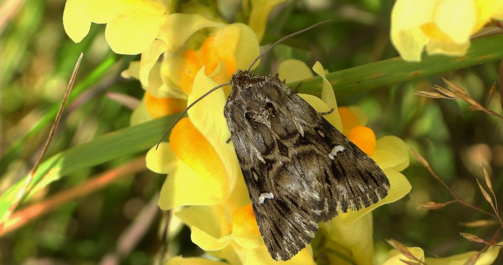 Nocea księżycówka (Calophasia lunula)