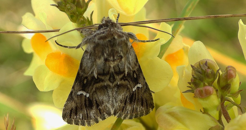 Nocea księżycówka (Calophasia lunula)