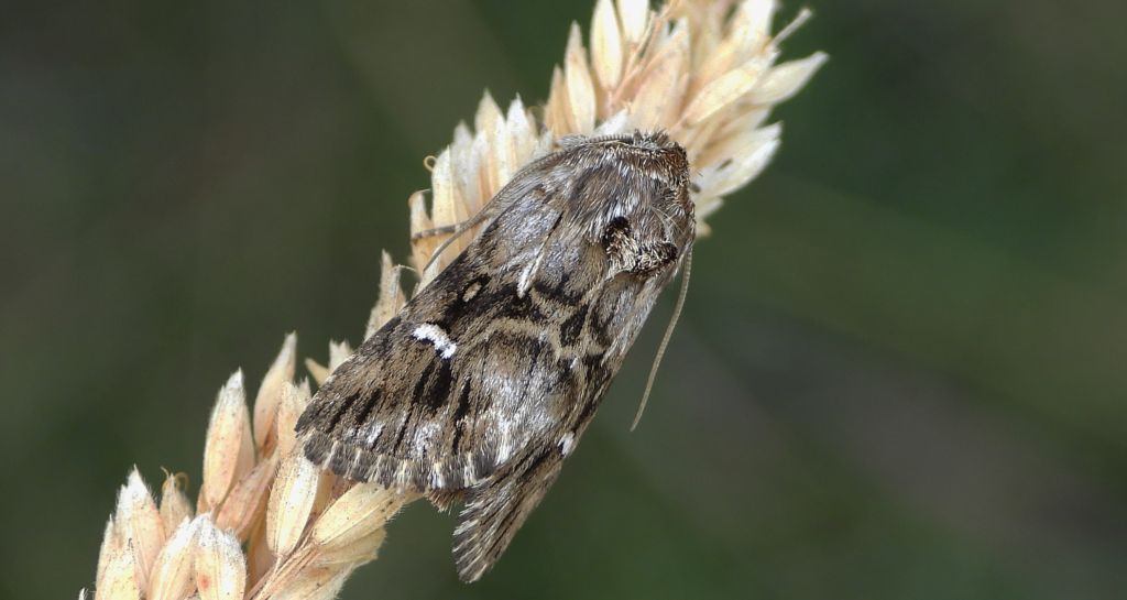 Nocea księżycówka (Calophasia lunula)