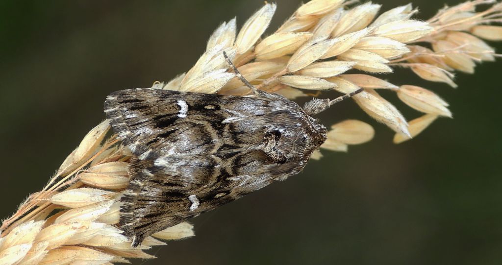 Nocea księżycówka (Calophasia lunula)