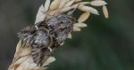 Nocea księżycówka (Calophasia lunula)