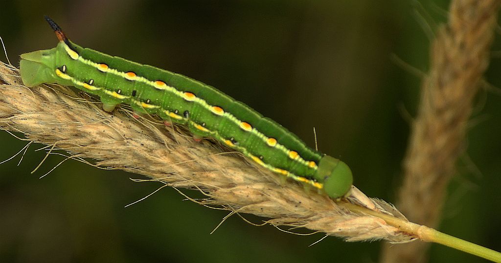Zmrocznik przytuliak (Hyles gallii)