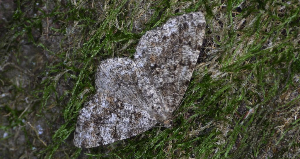 Przylepek następnik (Peribatodes secundaria)