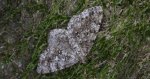 Przylepek następnik (Peribatodes secundaria)