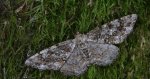 Przylepek następnik (Peribatodes secundaria)