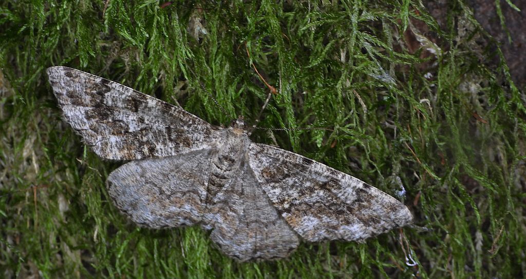 Przylepek następnik (Peribatodes secundaria)