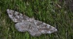 Przylepek następnik (Peribatodes secundaria)
