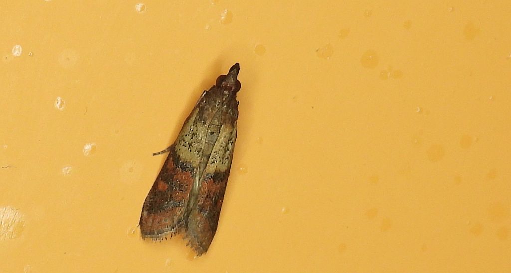Omacnica spichrzanka, mól kuchenny, mól spożywczy (Plodia interpunctella)