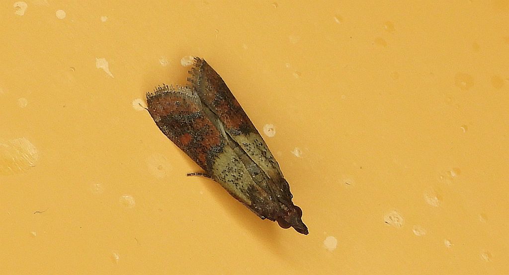 Omacnica spichrzanka, mól kuchenny, mól spożywczy (Plodia interpunctella)