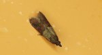 Omacnica spichrzanka, mól kuchenny, mól spożywczy (Plodia interpunctella)