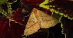 Mrzonka pierzak (Colotois pennaria)