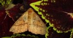 Mrzonka pierzak (Colotois pennaria)