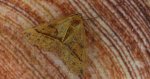 Mrzonka pierzak (Colotois pennaria)
