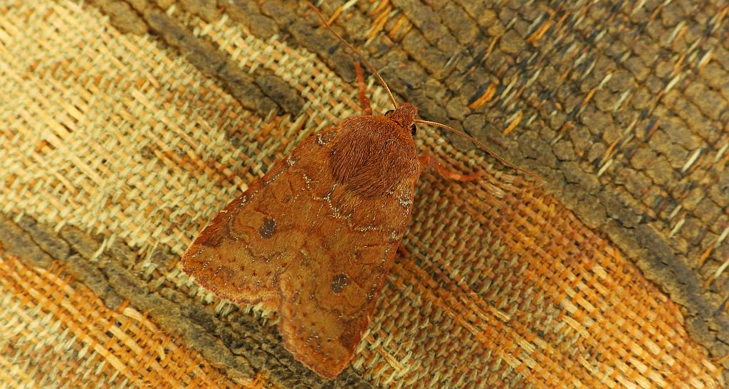 Conistra ligula