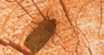 Conistra ligula