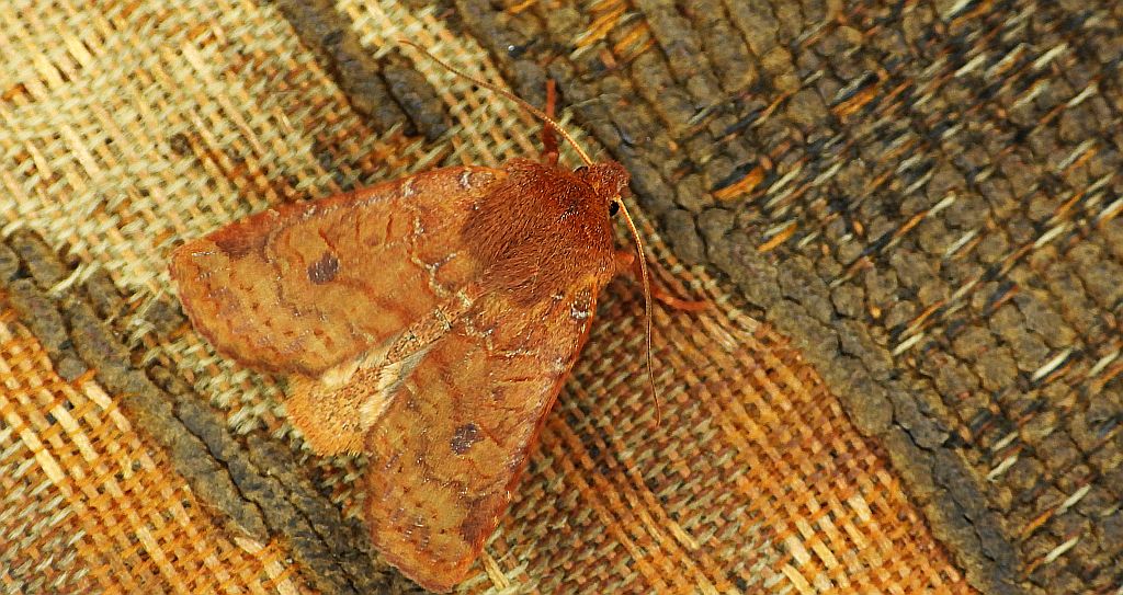 Conistra ligula