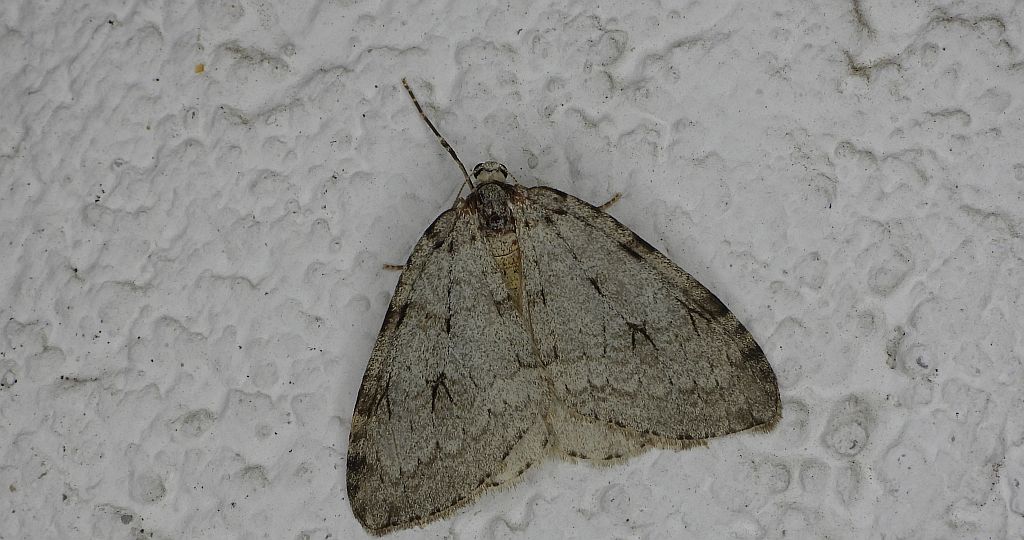 Piędzik siewierak (Operophtera fagata)