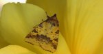 Ozimica ochrówka (Xanthia togata)