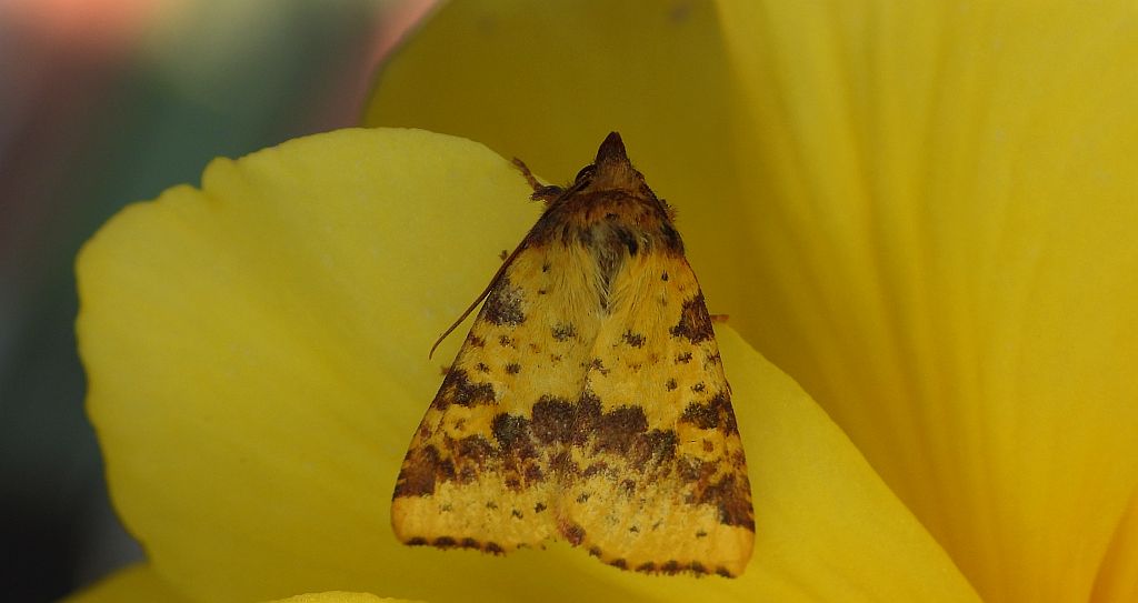 Ozimica ochrówka (Xanthia togata)