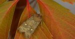 Zimiczka bukówka, zimsterla bukówka (Eupsilia transversa)