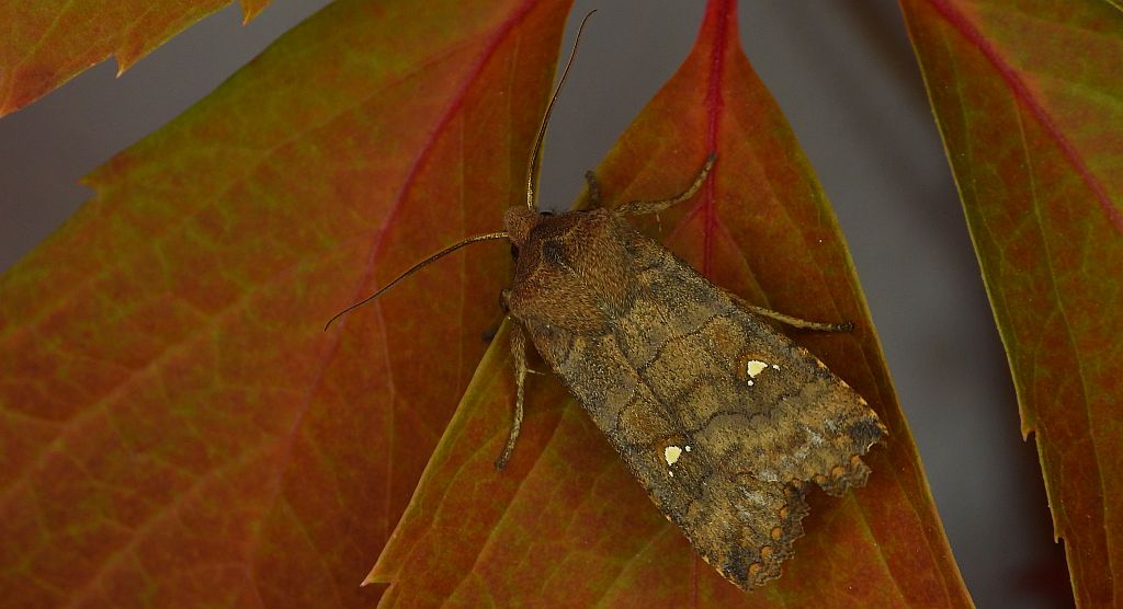 Zimiczka bukówka, zimsterla bukówka (Eupsilia transversa)