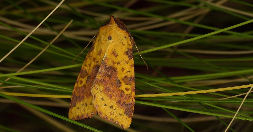 Ozimica ochrówka (Xanthia togata)