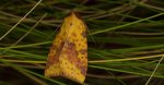 Ozimica ochrówka (Xanthia togata)