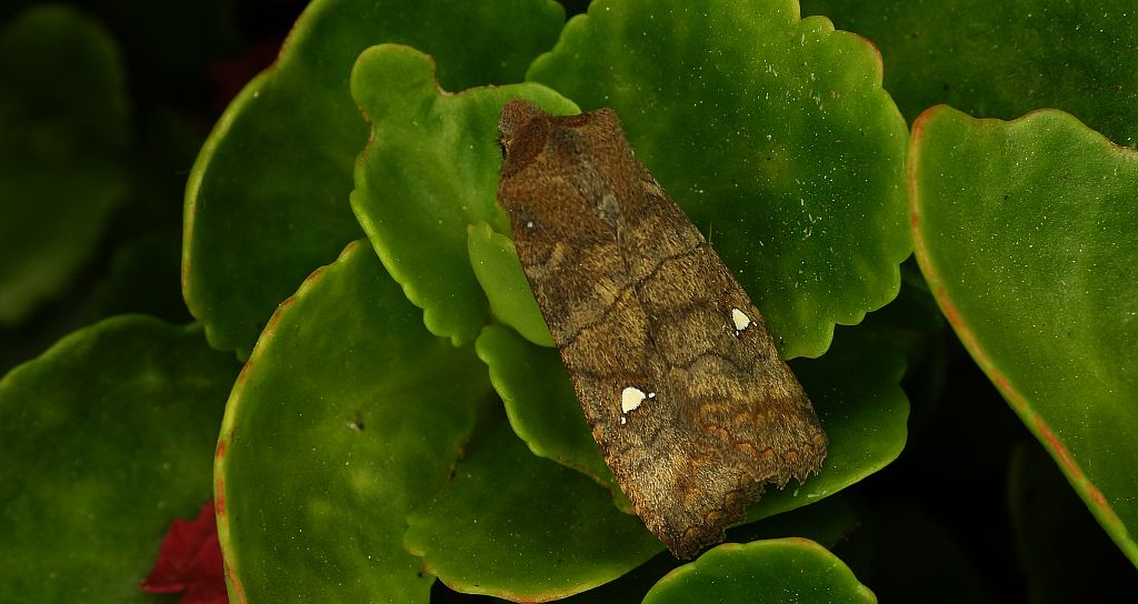 Zimiczka bukówka, zimsterla bukówka (Eupsilia transversa)