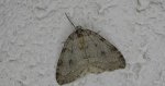Piędzik siewierak (Operophtera fagata)