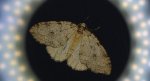 Piędzik siewierak (Operophtera fagata)