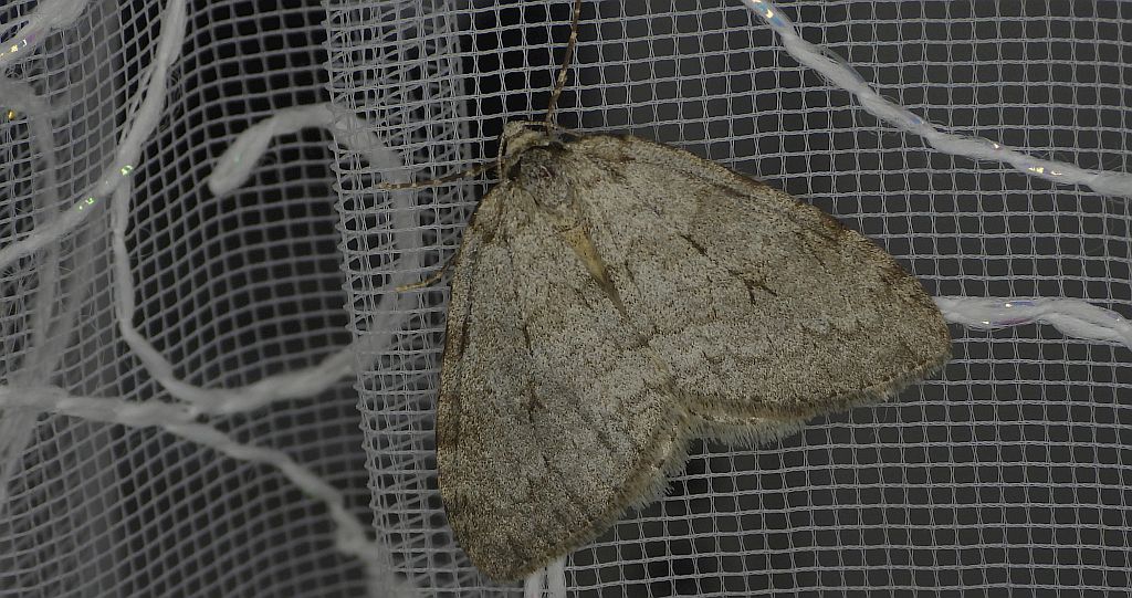 Piędzik siewierak (Operophtera fagata)