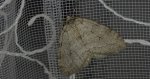 Piędzik siewierak (Operophtera fagata)
