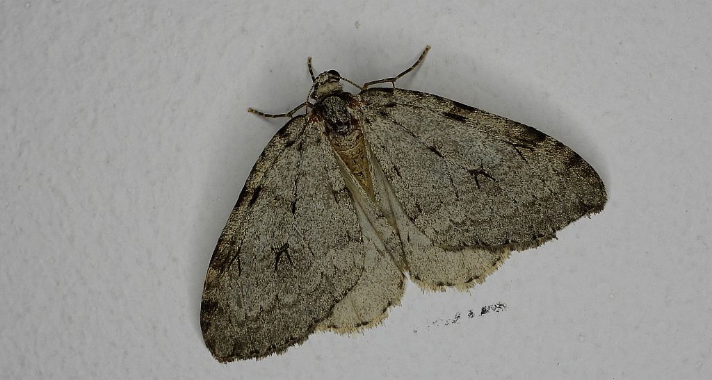 Piędzik siewierak (Operophtera fagata)