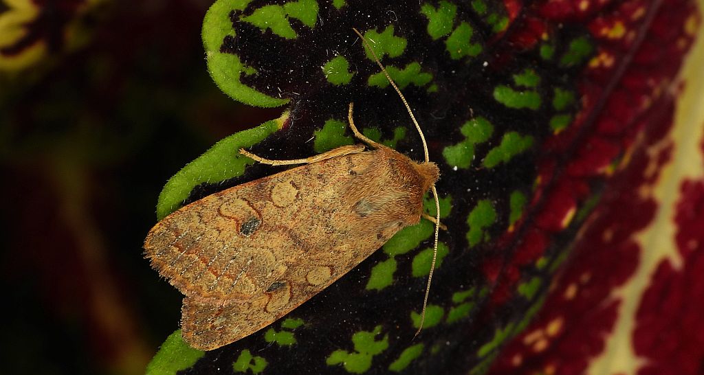 Źrenicówka rudawka (Agrochola /Sunira/ circellaris)