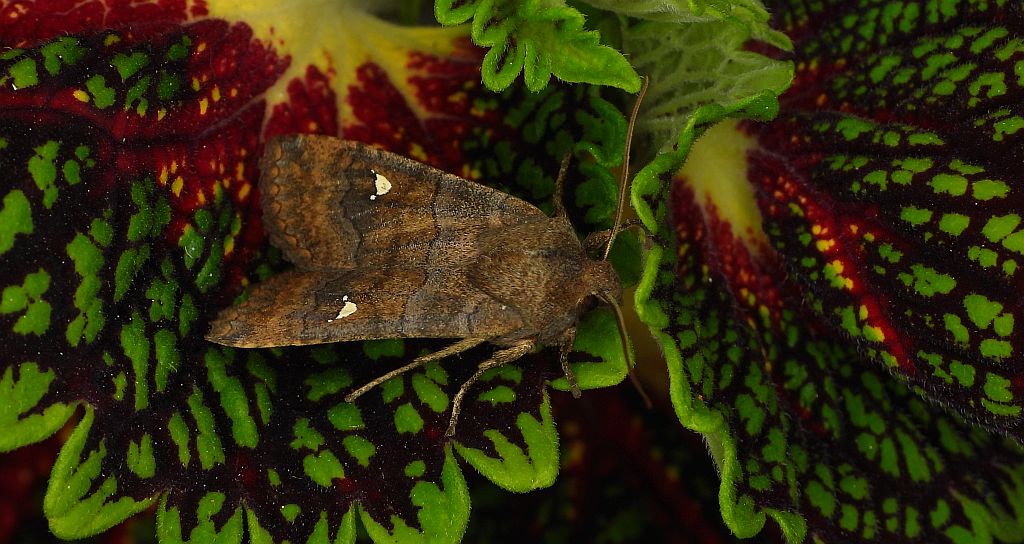 Zimiczka bukówka, zimsterla bukówka (Eupsilia transversa)