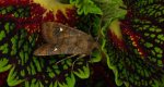 Zimiczka bukówka, zimsterla bukówka (Eupsilia transversa)