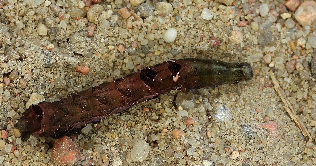 Zgrzeblica trzysterka (Abrostola triplasia)