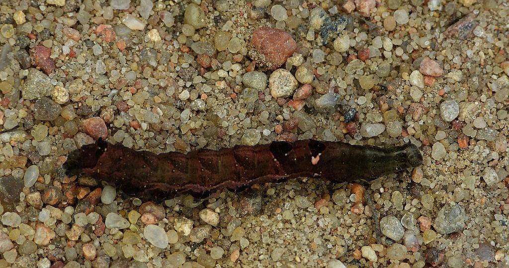 Zgrzeblica trzysterka (Abrostola triplasia)