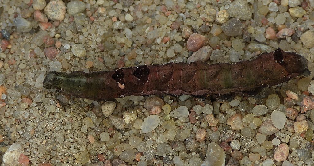 Zgrzeblica trzysterka (Abrostola triplasia)