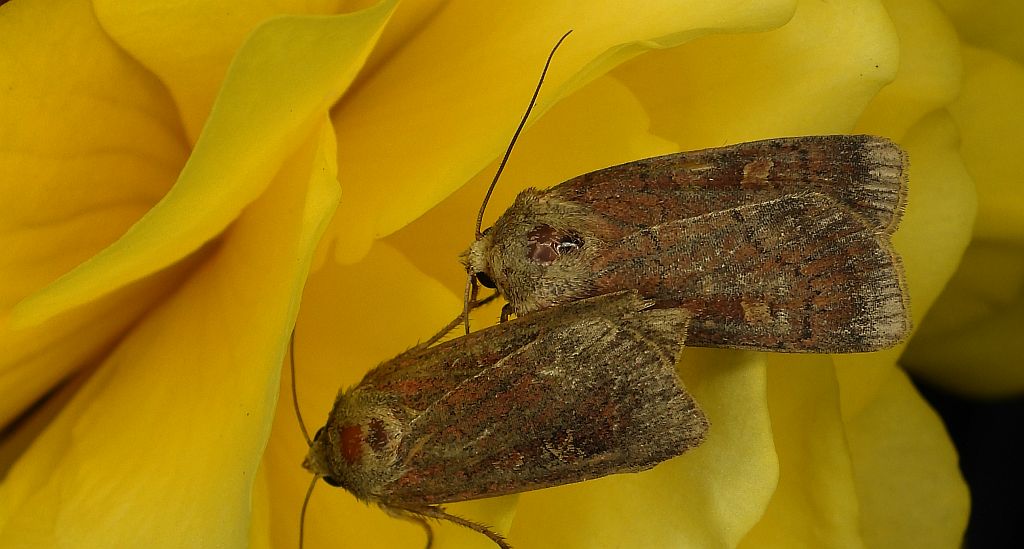 Rolnica znakówka (Xestia xanthographa)