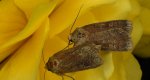 Rolnica znakówka (Xestia xanthographa)